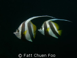 Pair of Longfin Bannerfish by Fatt Chuen Foo 